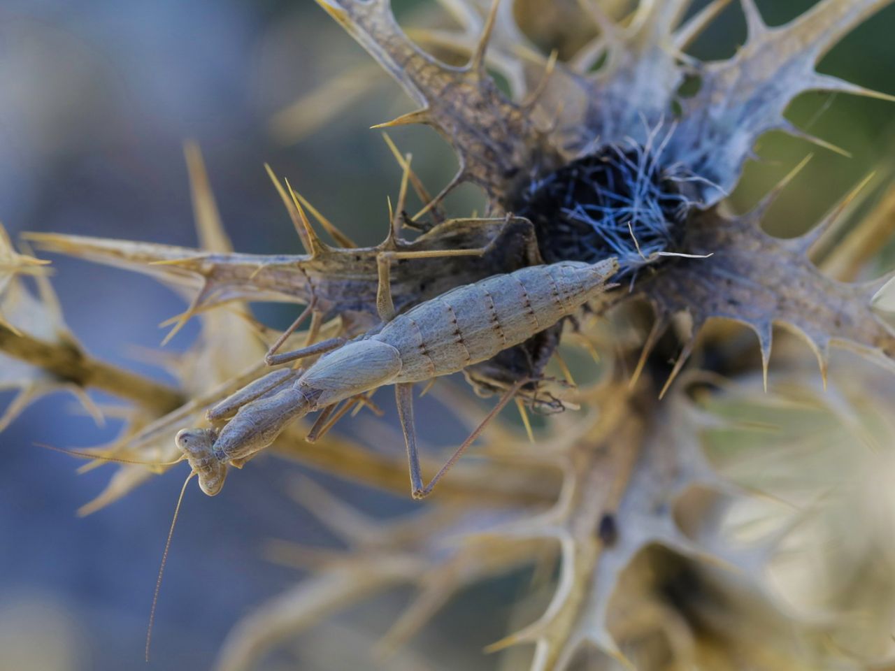 Ameles decolor preda Chazara briseis